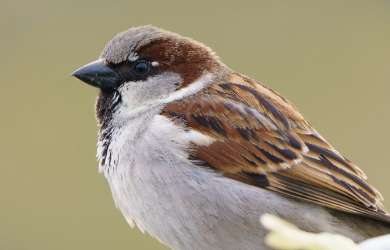  House sparrow: Passer domesticus